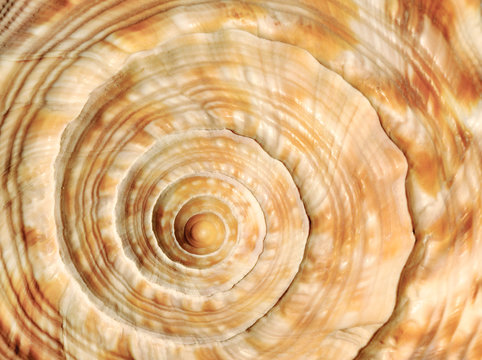 Spiral on sea shell