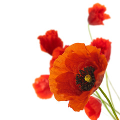 floral design, decoration flowers, poppies border - corner