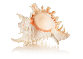 Shell