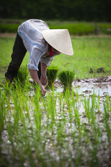 Culture du riz - Rizière