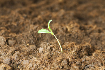 New life concept - green seedling growing out of soil