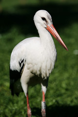 cigogne d'alsace
