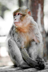 macaque