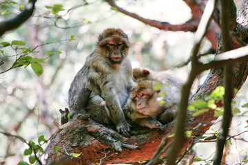 macaque sur un arbre