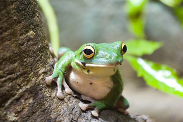 Frog