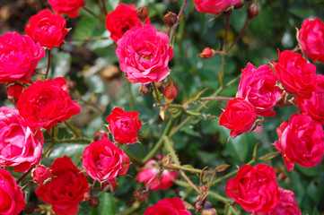 Close-up of garden rose