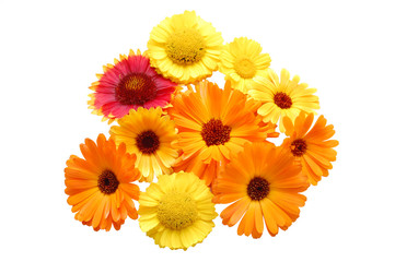 Flowers with yellow petals on a white background