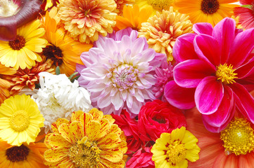 multi colored  flowers pattern background