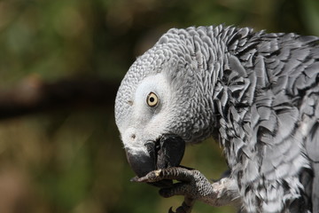 Graupapagei