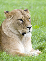 Fototapeta na wymiar afryka lwica siedzi na trawie po deszczu