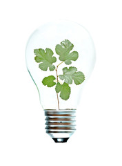 Incandescent light bulb with a tree shoot as the filament