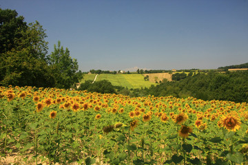 I girasoli nel Verde.