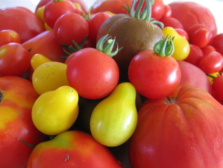 tomates du jardin