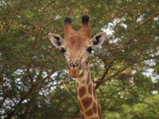 girafe 2