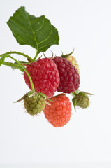 Himbeeren in verschiedenen Reifestadien