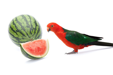 cute king parrot interessted in watermelon