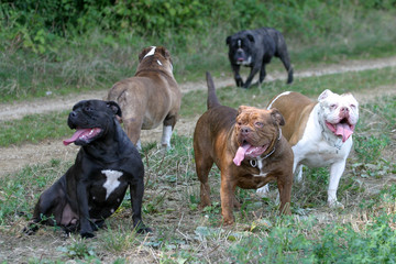 Obraz premium groupe de olde english bulldogge de couleurs différentes