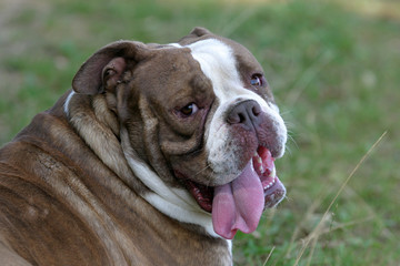 gueule du olde english bulldogge retourné en gros plan