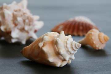 muscheln © Ideenkoch