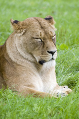 Fototapeta na wymiar lioness falling asleep on grass after rains