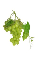 grapes and leaf