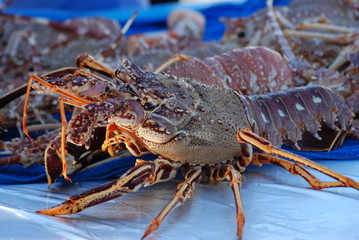 langouste