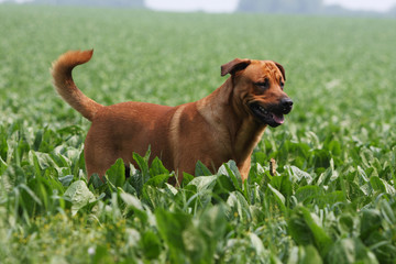 chien seul en balade dans les champs en et&eacute;.promenade