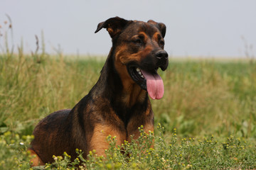 chien avec sa langue pendante dans les champs.essouflé