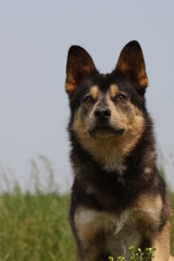 portrait d'un chien attentif et observateur en campagne.seul