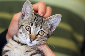 chaton tigré
