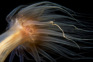 sea anemone
