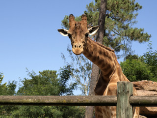 regard de girafe