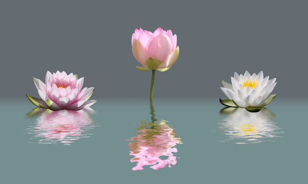 Fototapeta fleurs de lotus