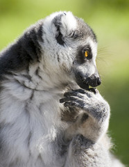 profile of ringed tail licking it's fingers