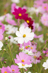 Obraz premium コスモスの花