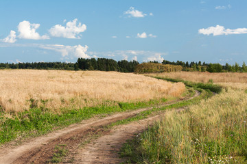 Fototapeta na wymiar Landscape road in field of the wheat