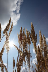 Sonnenstrahlen - Shafts of sunlight