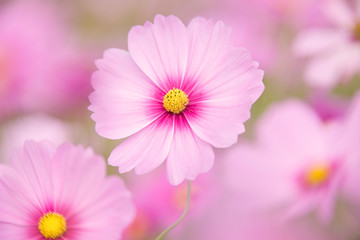 コスモスの花