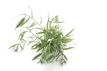 tarragon as spice to use in every kitchen