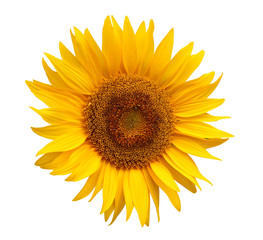 Fototapeta premium fleur de tournesol isolée sur fond blanc