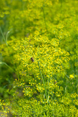 Blooming fennel in a garden