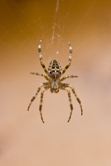 Garden spider in cobweb in fall - 16351170