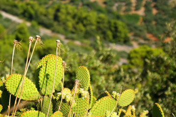 Cactus and dried dandelion
