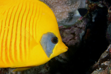Fototapeta na wymiar Lemon fish