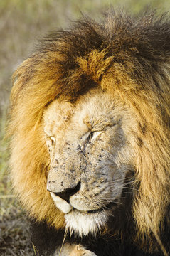 African lion  with flies swamp all over his face