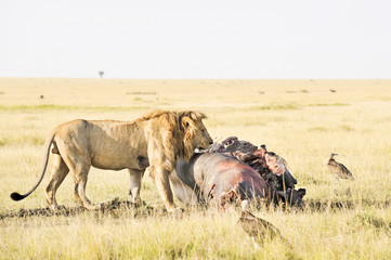 African lion  enjoying hippo meat