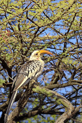 Red-billed hornbill