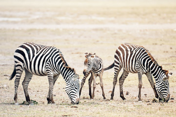 Fototapeta na wymiar Herd of Plains Zebras