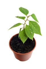 аnnona cherimola sprout on white background
