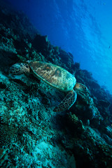 Obraz premium Turtle